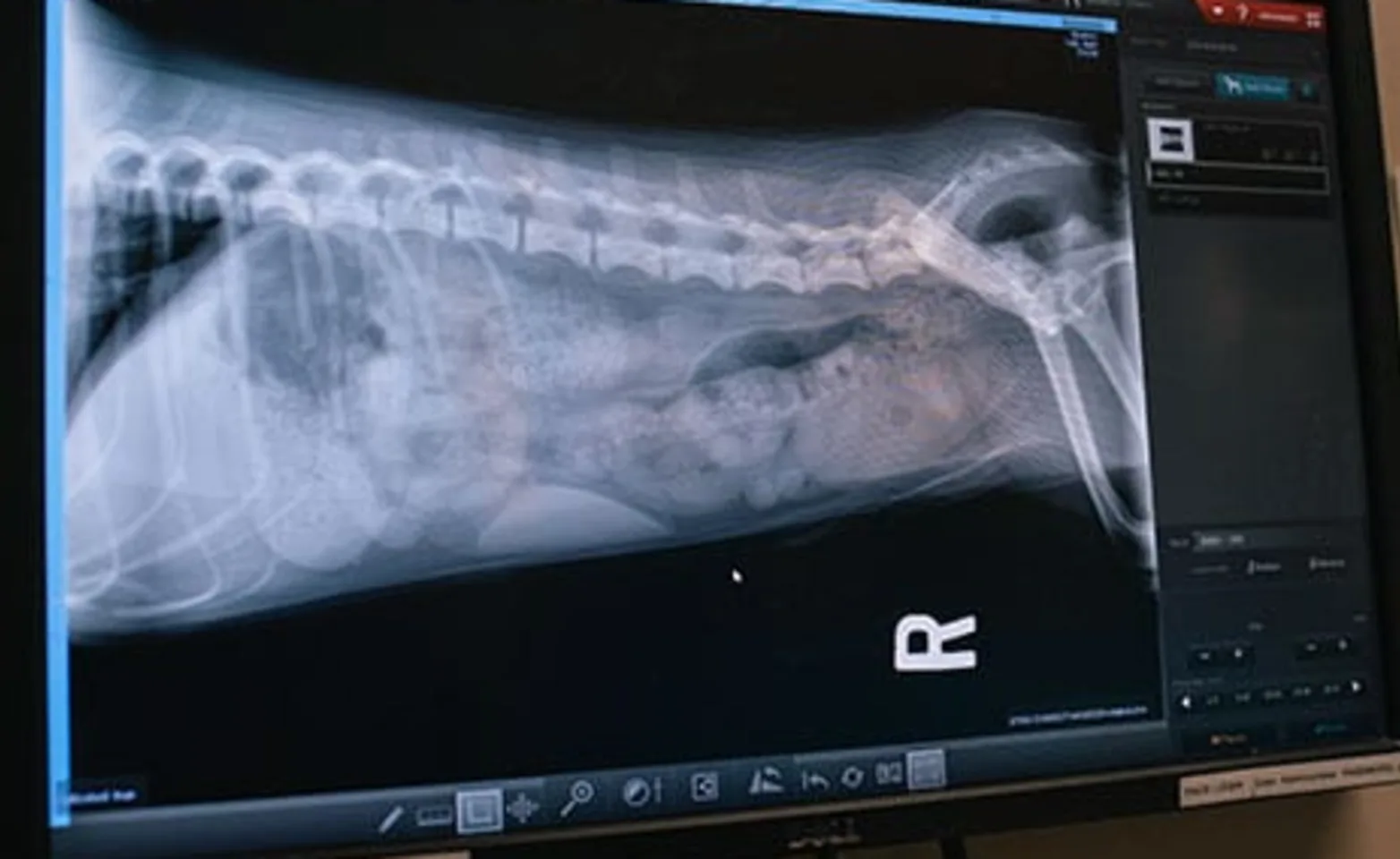 X-ray of the ribcage on screen of a pet